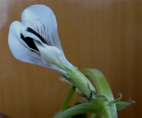 Vicia faba